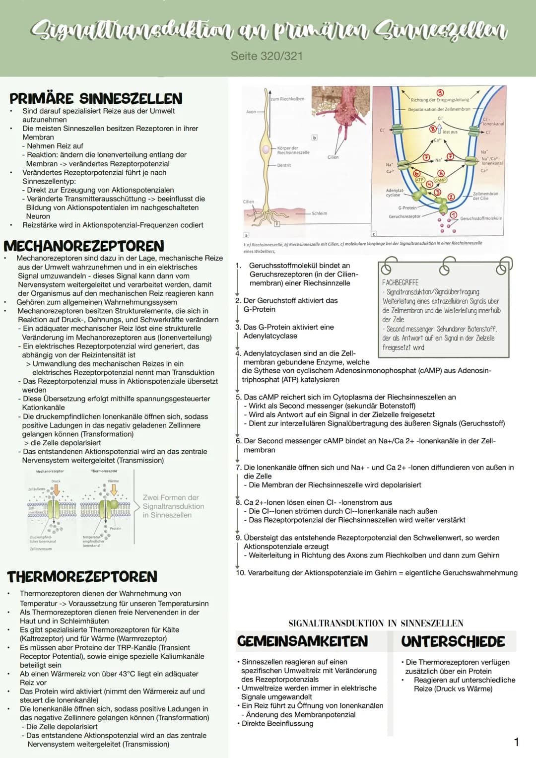 # Signaltransduktion an primären Sinneszellen
Seite 320/321

PRIMÄRE SINNESZELLEN
Sind darauf spezialisiert Reize aus der Umwelt
aufzunehmen