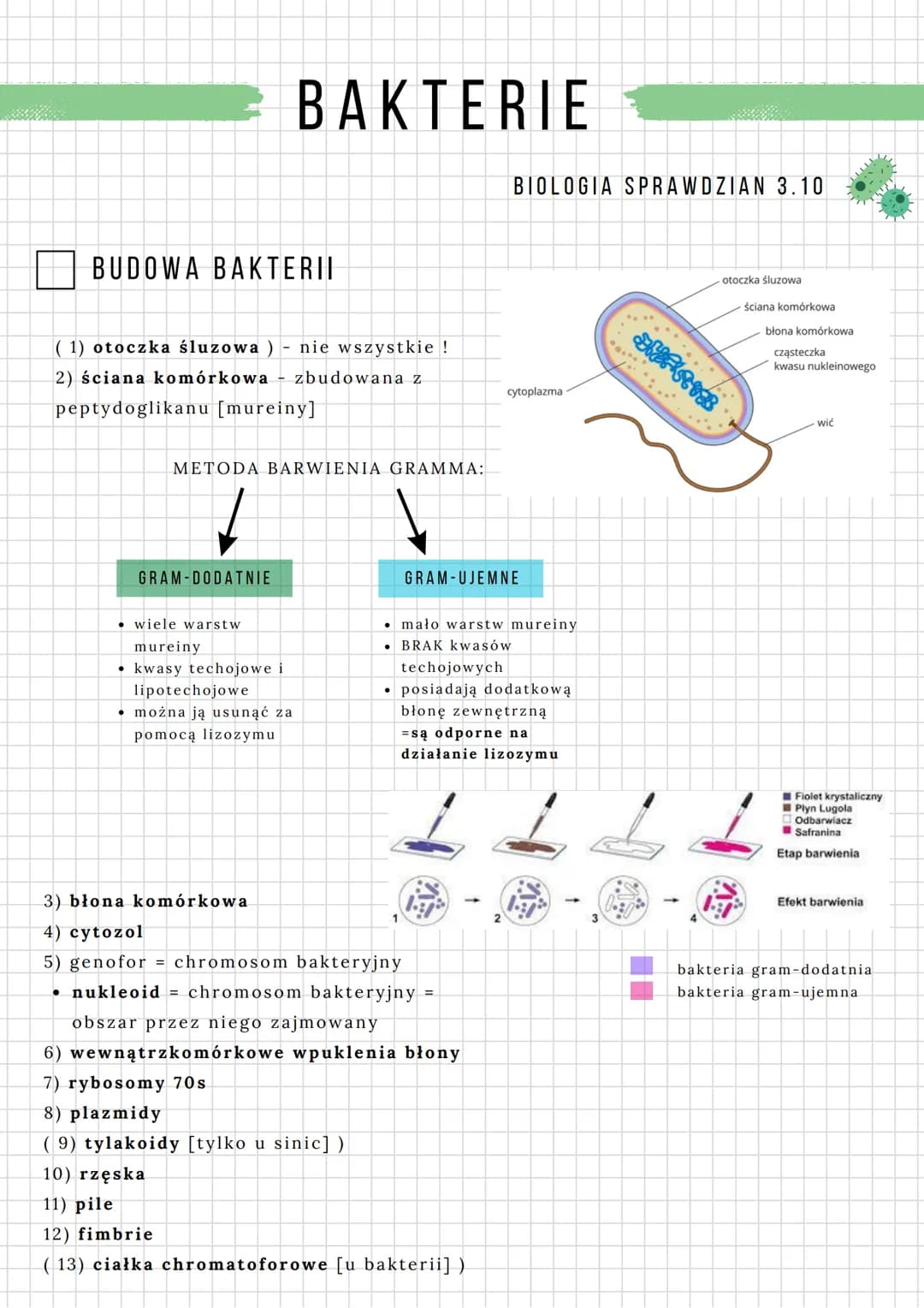 # BAKTERIE
BIOLOGIA SPRAWDZIAN 3.10

BUDOWA BAKTERII

(1) otoczka śluzowa) nie wszystkie !
2) ściana komórkowa zbudowana z
peptydoglikanu [m