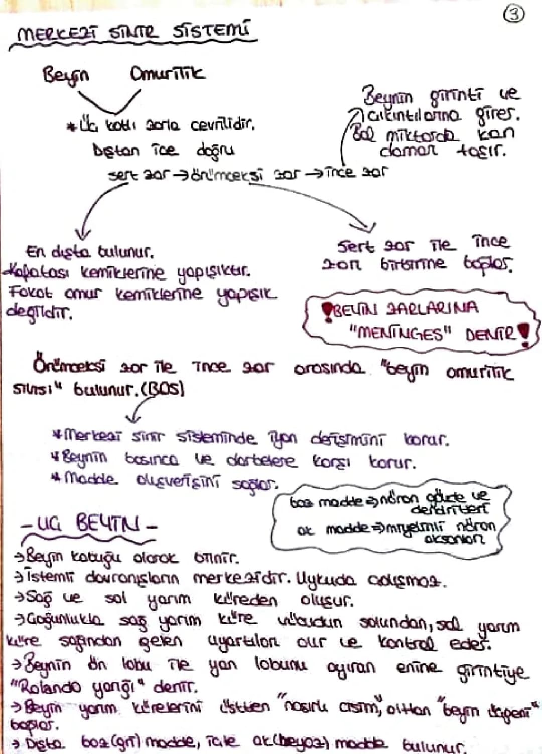 MERKEZT SINTE SISTEMI

Beyin
Omurilik

*a kotlı zorla cevrilidir,
bistan Toe doğru

③

Beynin girinti ve
çıkıntılarna gires.
Bol miktarda ka