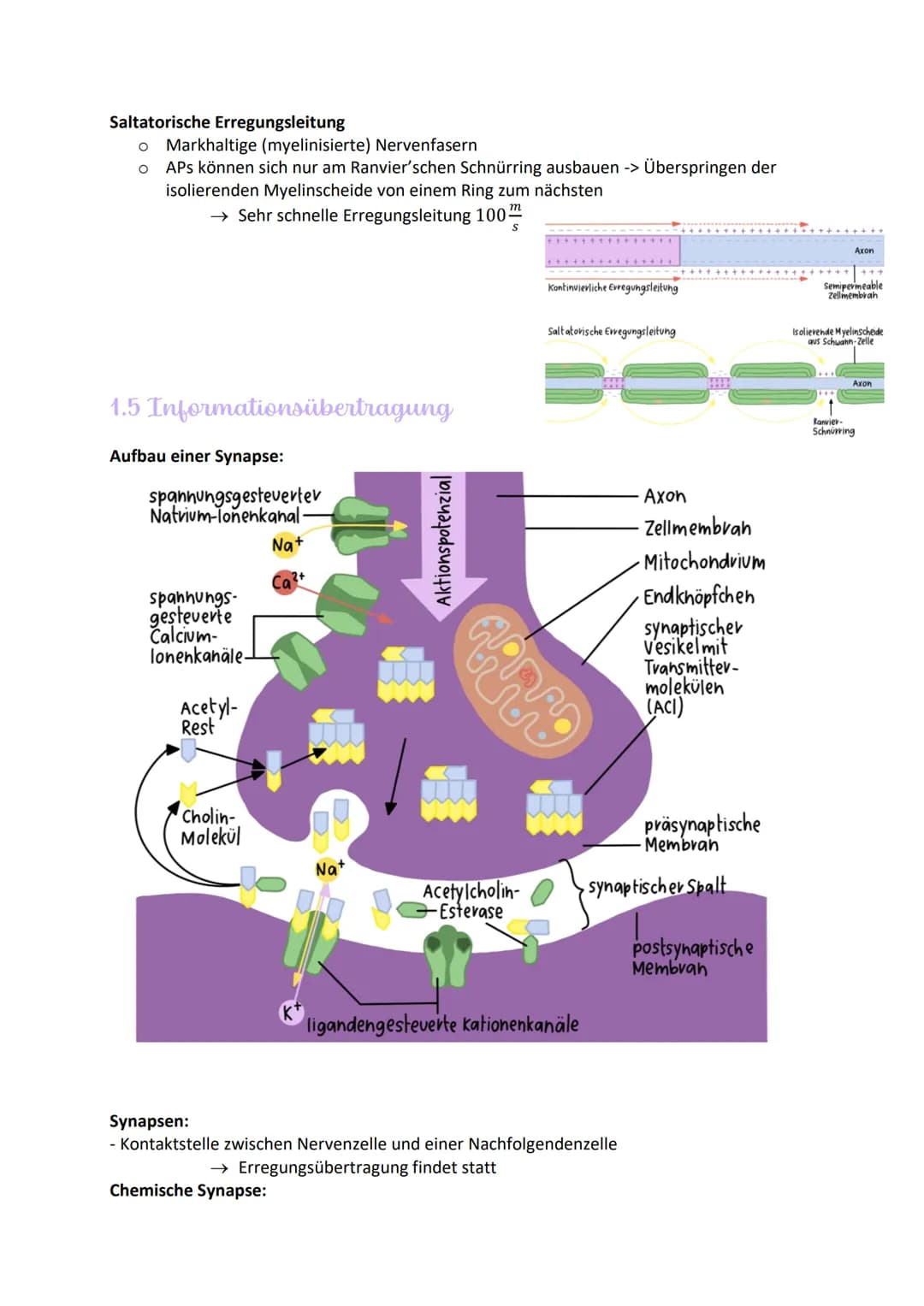 
<h2>Aufbau und Funktionen von Neuronen</h2>
<p>Die Nervenzelle, auch Neuron genannt, hat verschiedene Bestandteile, die für ihre Funktion v