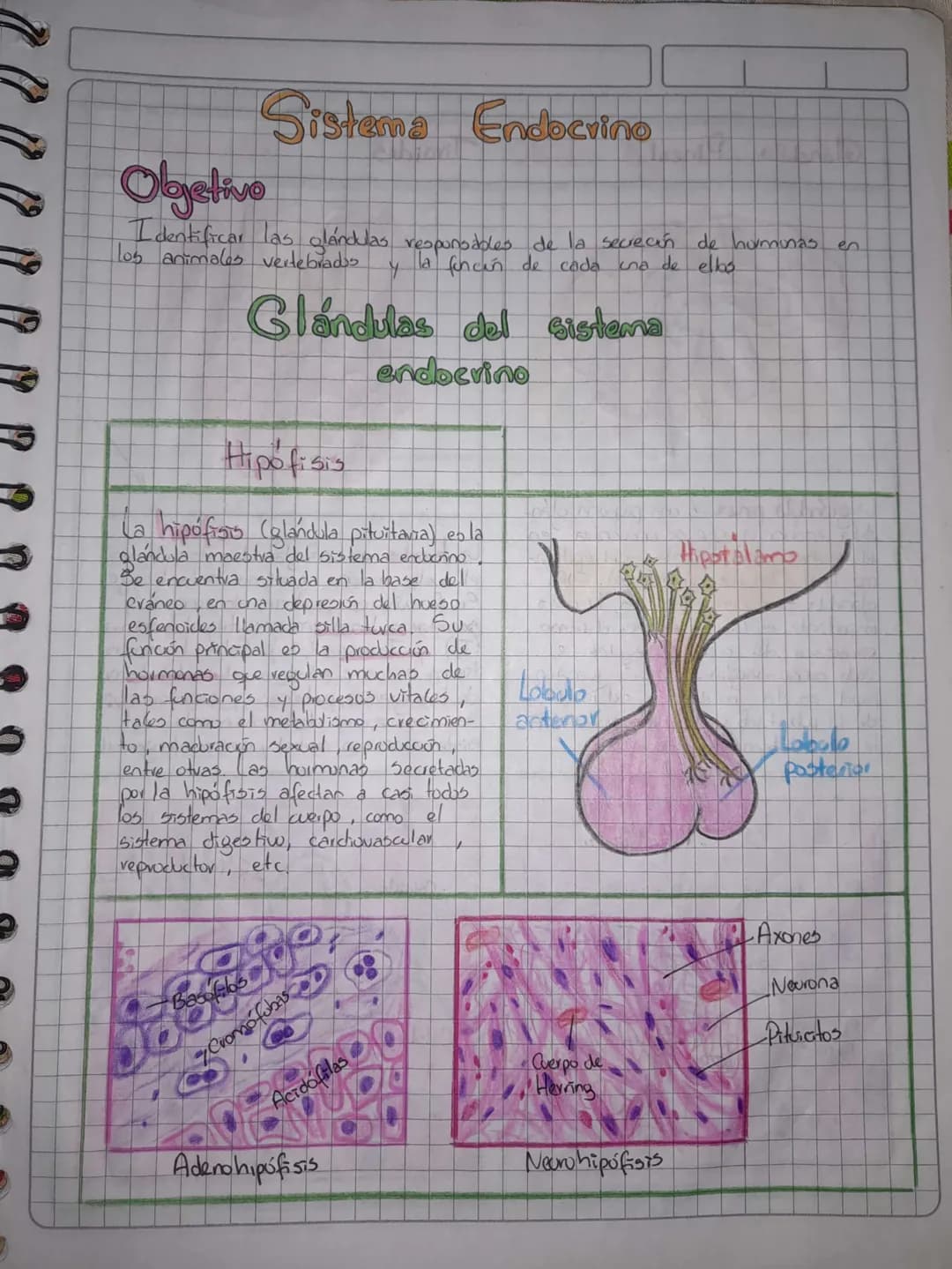 # Sistema Endocrino

Objetivo

Identificar las glándulas respunodbles de la secreción de hurmunas en
los animales vertebrados y la foncén de