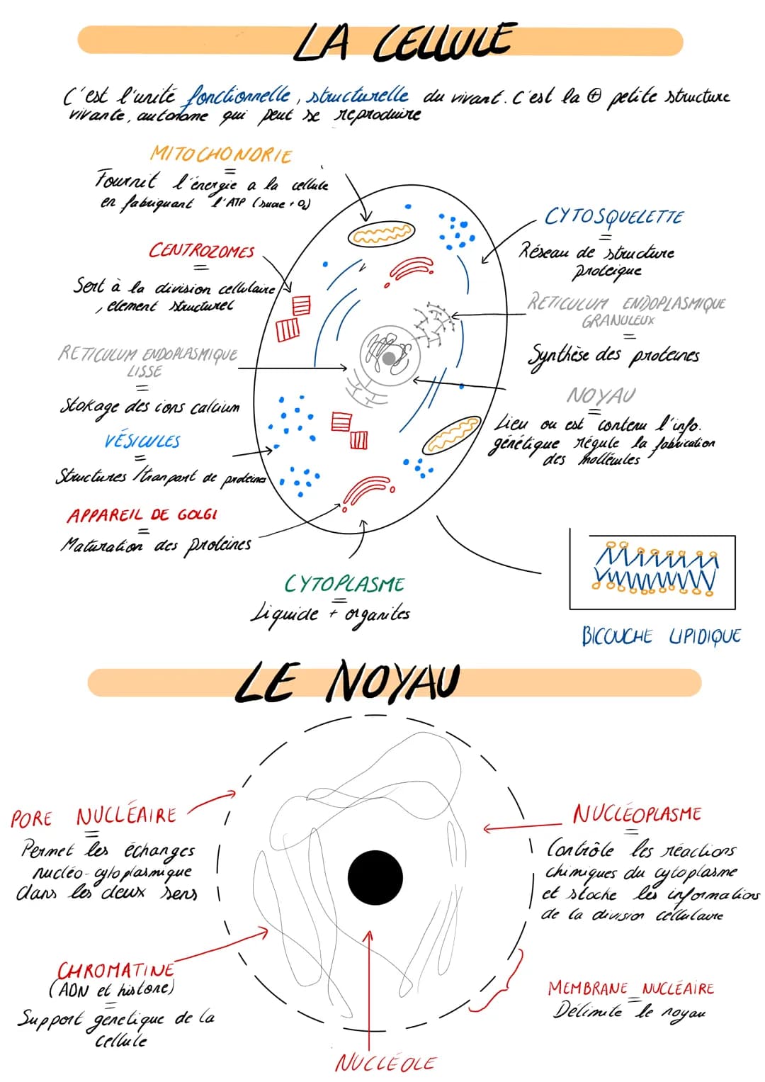 # LA CELLULE

C'est l'unité fonctionnelle, structurelle du vivant. C'est la pelite structure
vivante, autolame qui peut se reproduire

MITO 