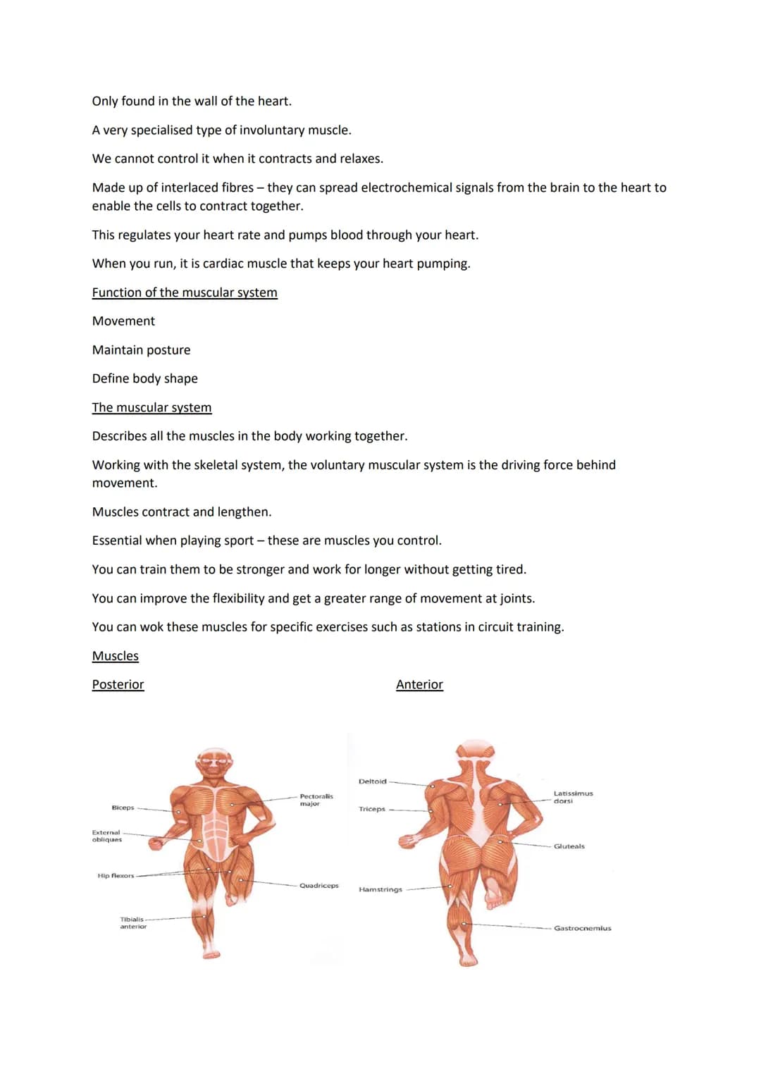 C/w

muscles

12/10/2020

Learning Objectives

All students will be able to identify various muscles of the body. (L3). All muscles. (L7-9)
