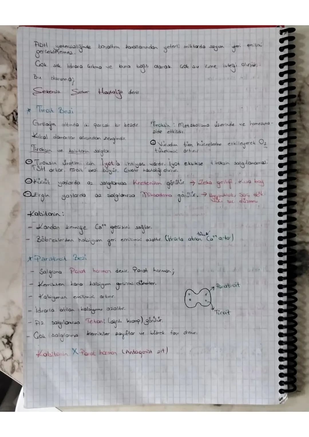 Negatif Geri Bildirm

Endokrin Bezleri ve Salgıladıkları Hormonlar

- la salgı bezi de denilen endokrin bezler hormon denilen salgılarını ka