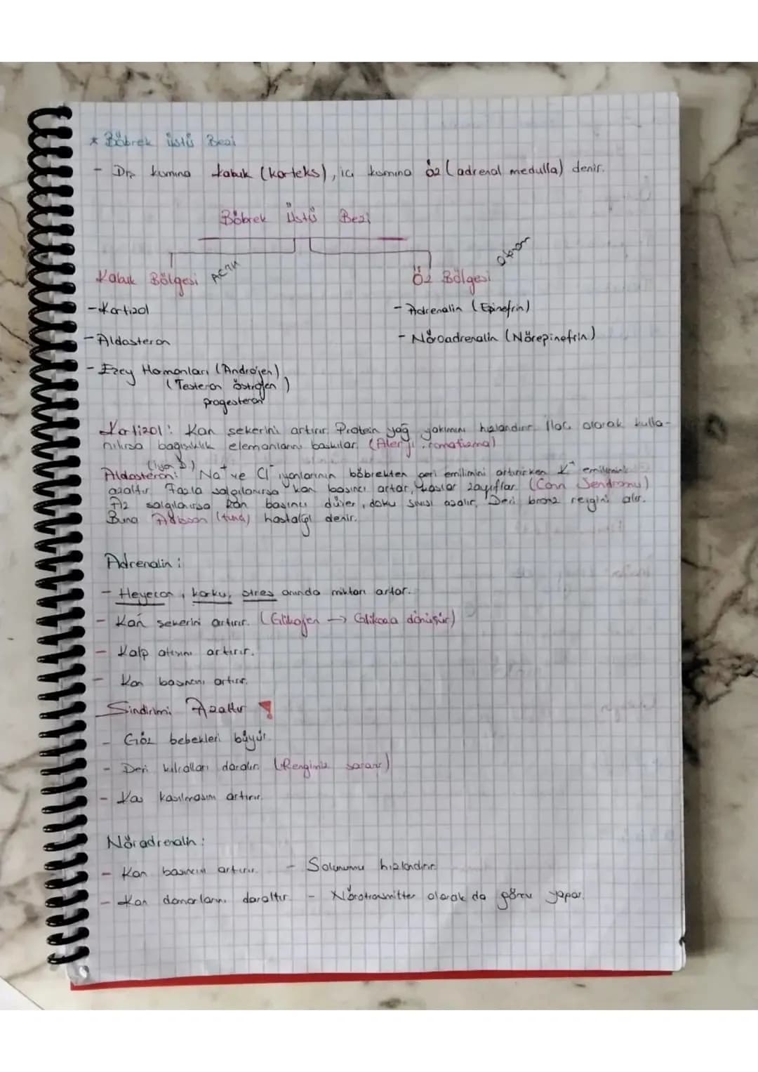 Negatif Geri Bildirm

Endokrin Bezleri ve Salgıladıkları Hormonlar

- la salgı bezi de denilen endokrin bezler hormon denilen salgılarını ka
