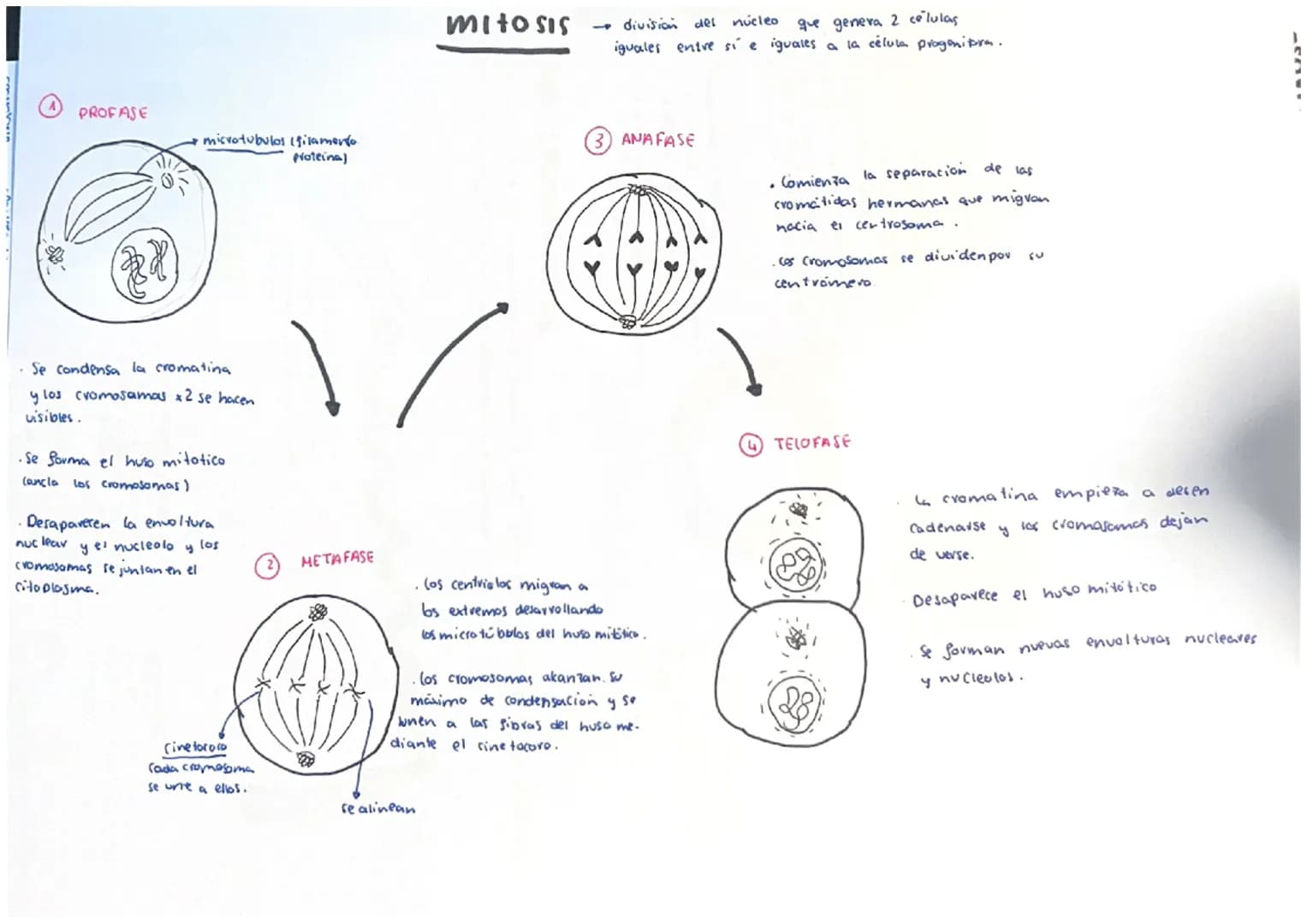 # mitosis

A
PROFASE

microtubulos (filamento.
proteina)

Se condensa la cromating
y los cromosamas x2 se hacen
visibles.

•Se Sorma el huso