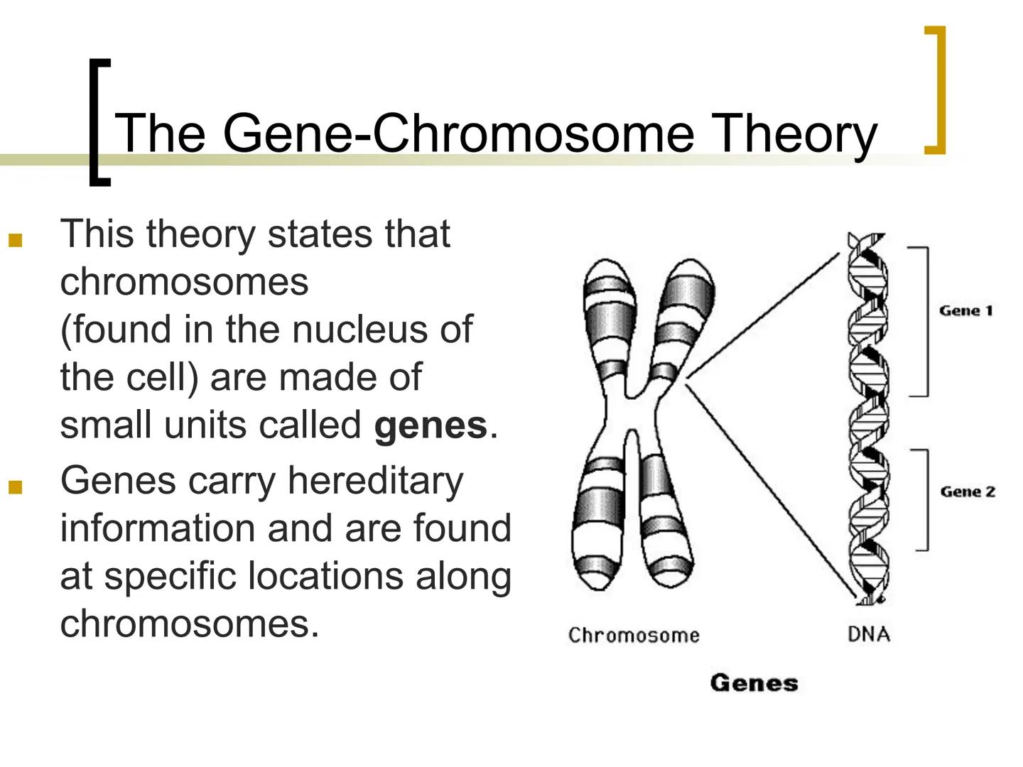 
<p>Genetics is the study of heredity, which involves the passing of traits from parents to offspring. Traits such as hair color, eye color,