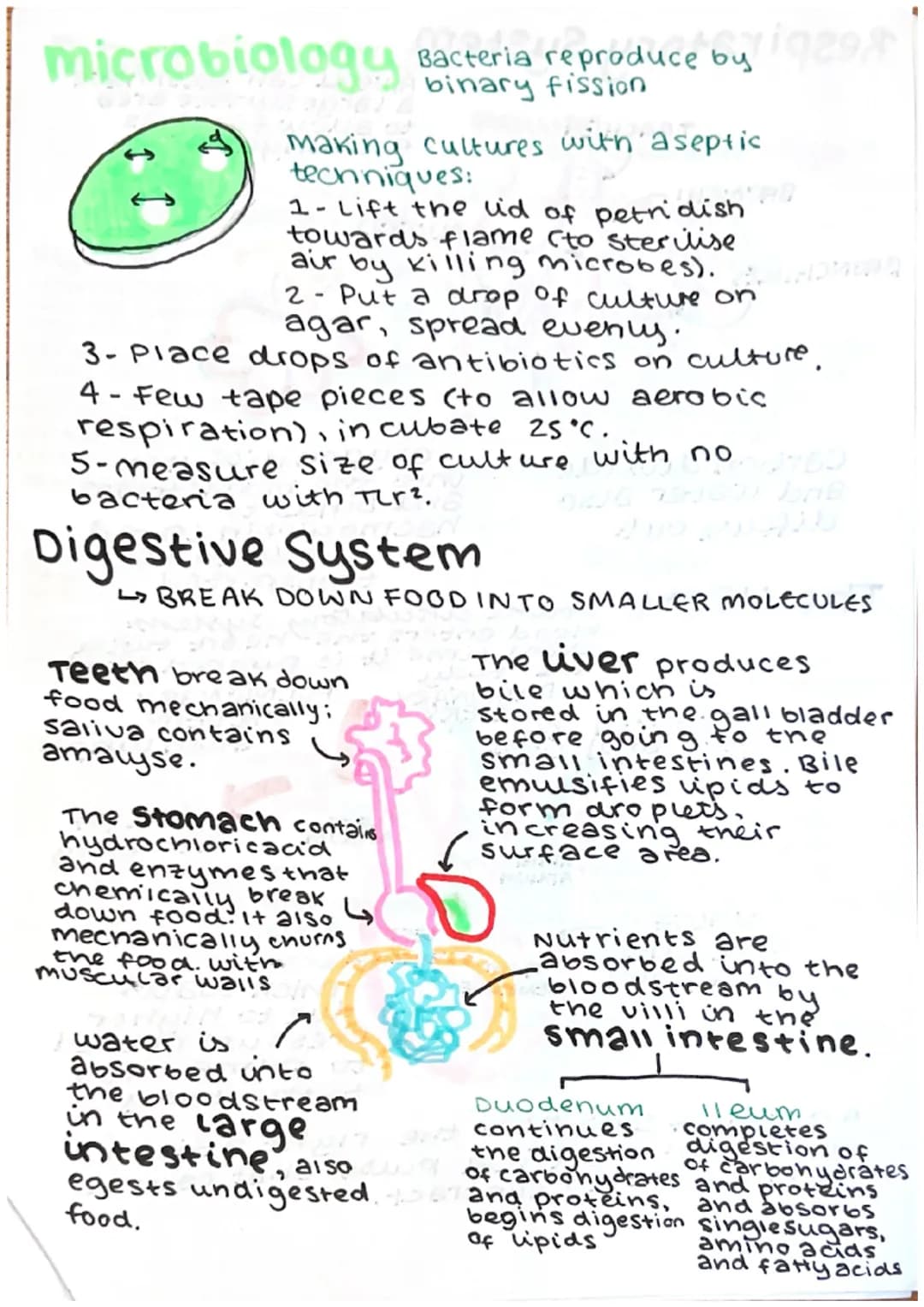 # microbiology
Bacteria reproduce b
binary fission

making cultures with aseptic
techniques:
1-Lift the lid of petridish
towards flame (to s