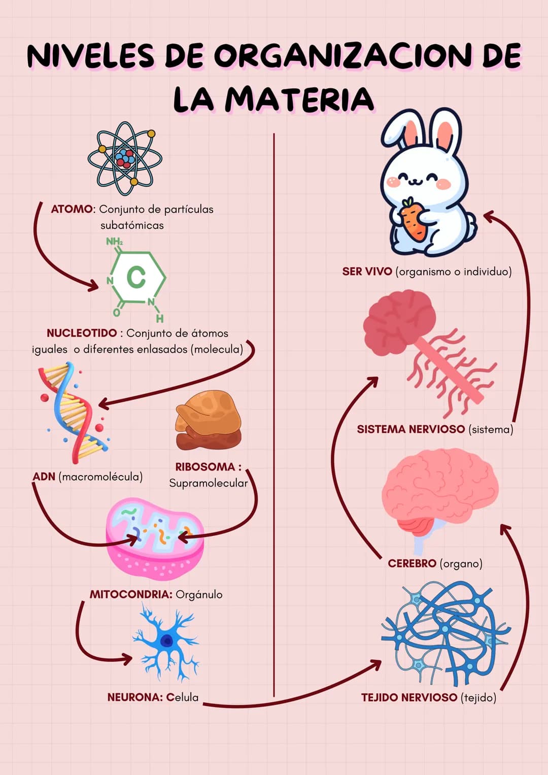 NIVELES DE ORGANIZACION DE
LA MATERIA
ATOMO: Conjunto de partículas
subatómicas
NH2
C
NUCLEOTIDO: Conjunto de átomos
iguales o diferentes en