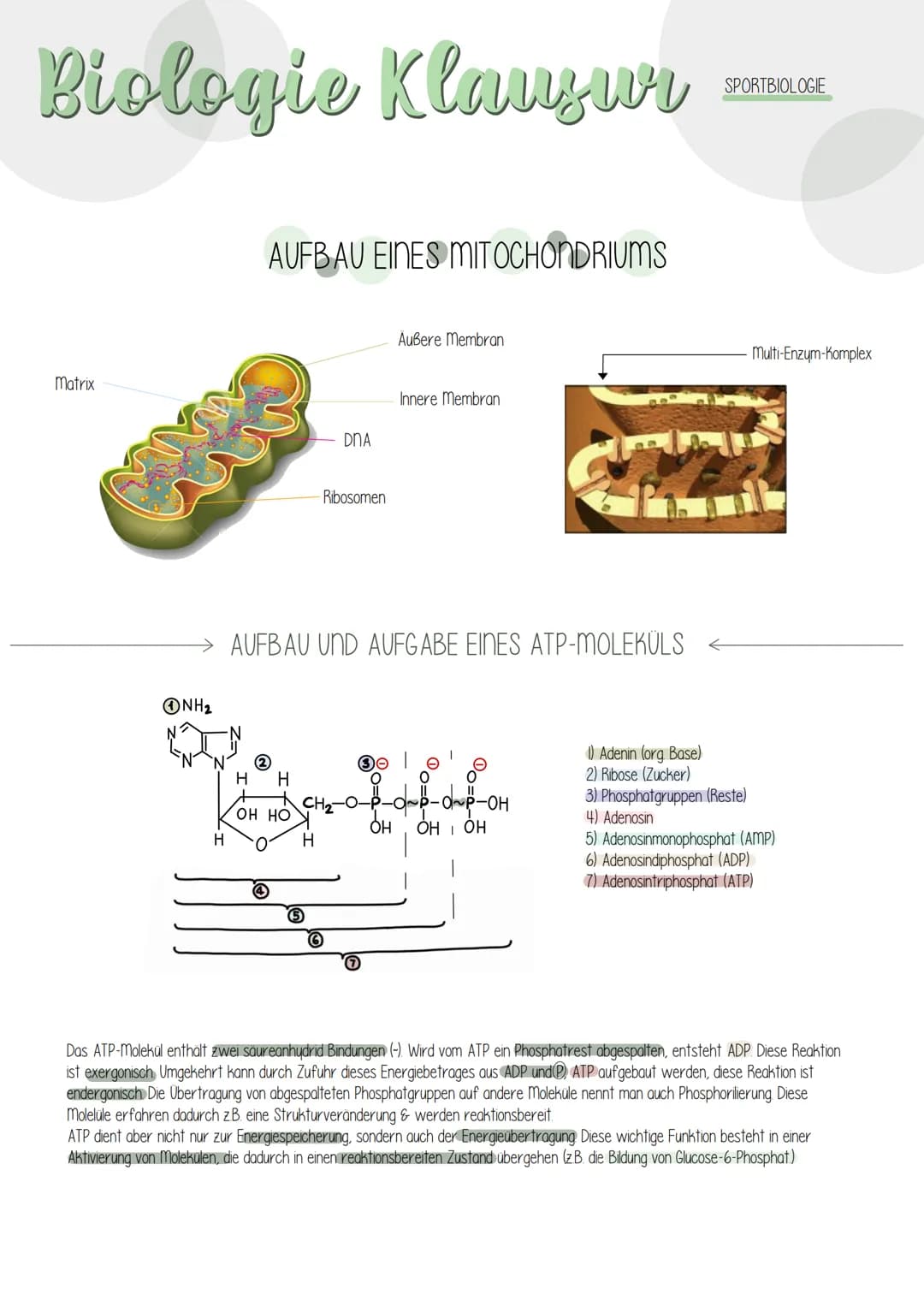  # Riologie Klausич SHBAKE

AUFBAU EINES MITOCHONDRIUMS

Matrix

Außere Membran
Innere Membran
DNA
Ribosomen

AUFBAU UND AUFGABE EINES ATP-M
