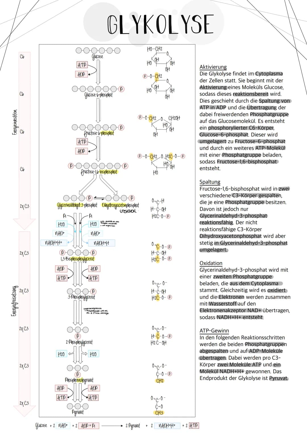  # Riologie Klausич SHBAKE

AUFBAU EINES MITOCHONDRIUMS

Matrix

Außere Membran
Innere Membran
DNA
Ribosomen

AUFBAU UND AUFGABE EINES ATP-M