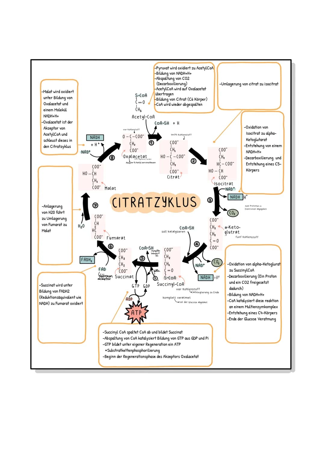  # Riologie Klausич SHBAKE

AUFBAU EINES MITOCHONDRIUMS

Matrix

Außere Membran
Innere Membran
DNA
Ribosomen

AUFBAU UND AUFGABE EINES ATP-M