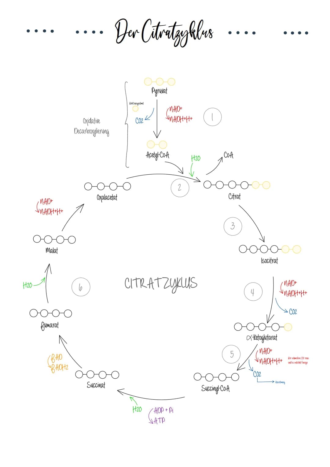  # Riologie Klausич SHBAKE

AUFBAU EINES MITOCHONDRIUMS

Matrix

Außere Membran
Innere Membran
DNA
Ribosomen

AUFBAU UND AUFGABE EINES ATP-M