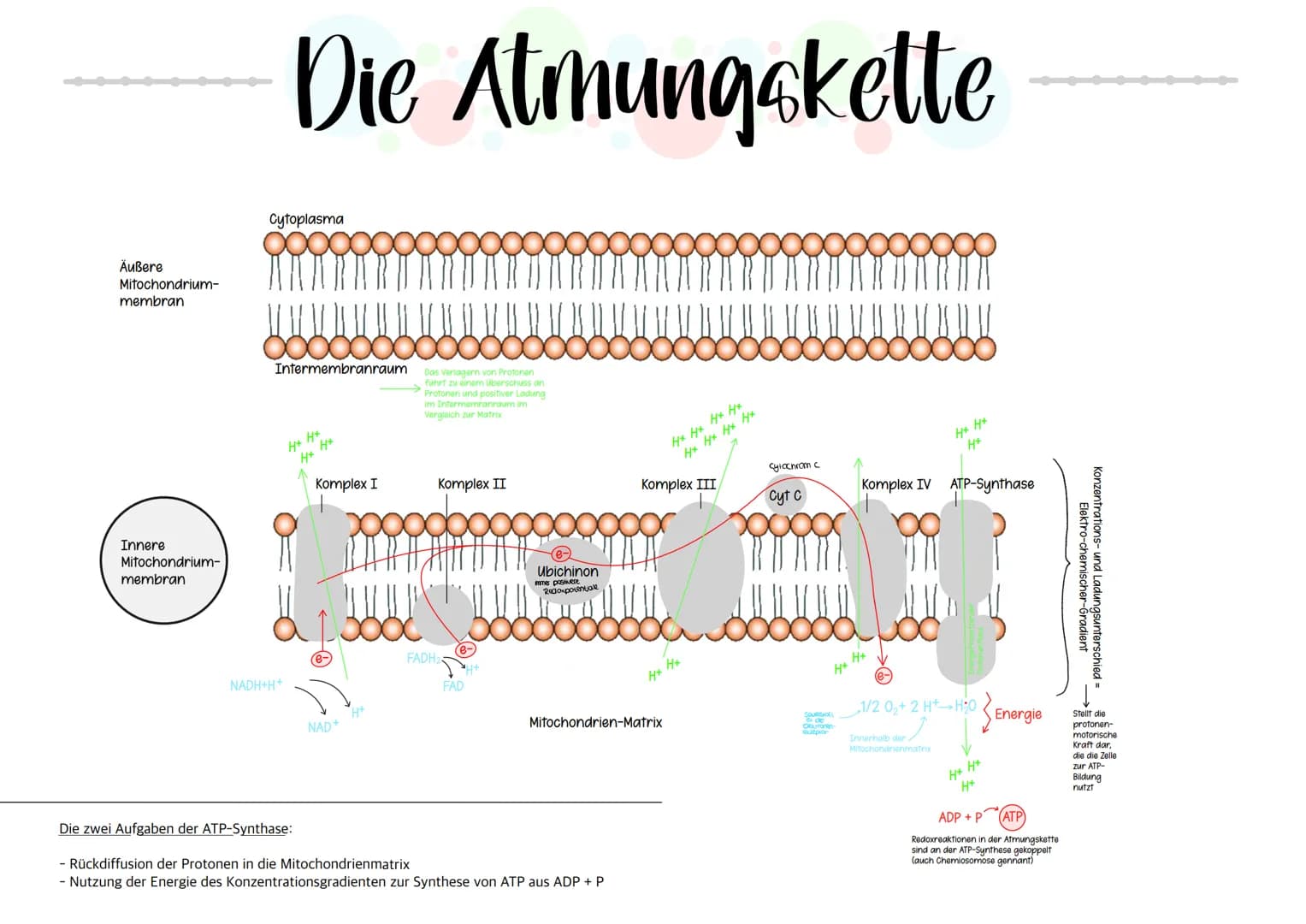  # Riologie Klausич SHBAKE

AUFBAU EINES MITOCHONDRIUMS

Matrix

Außere Membran
Innere Membran
DNA
Ribosomen

AUFBAU UND AUFGABE EINES ATP-M