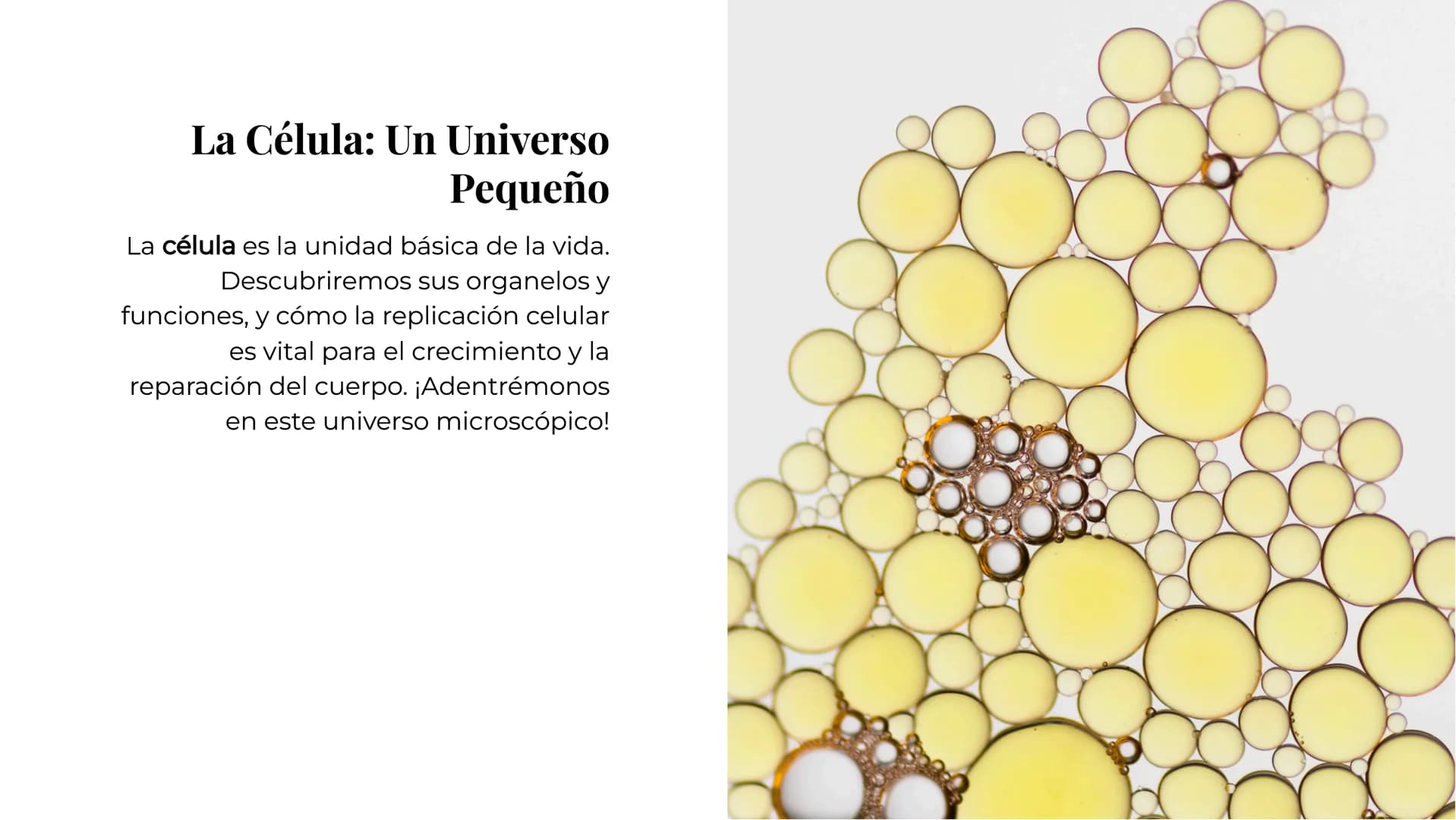# Explorando los
# Misterios de la
# Biología # La Célula: Un Universo
Pequeño

La célula es la unidad básica de la vida.
Descubriremos sus 