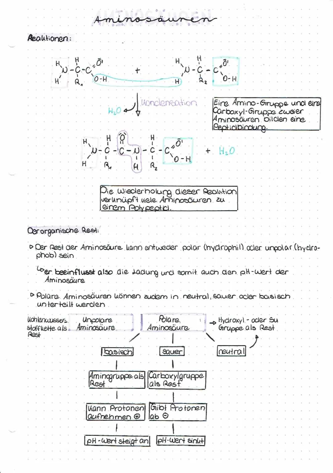 # Aminosäuren

Wichtiges

*   Aminosäuren dienen als Bausteine für Proteine (Eiweiße).

LoSie sind in einer bestimmten Reihenfolge angeordne