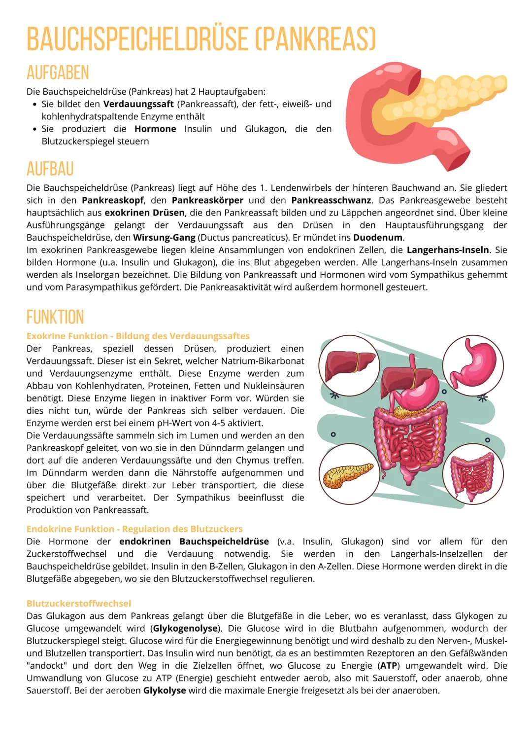 # BAUCHSPEICHELDRÜSE (PANKREAS)

AUFGABEN

Die Bauchspeicheldrüse (Pankreas) hat 2 Hauptaufgaben:

- Sie bildet den Verdauungssaft (Pankreas