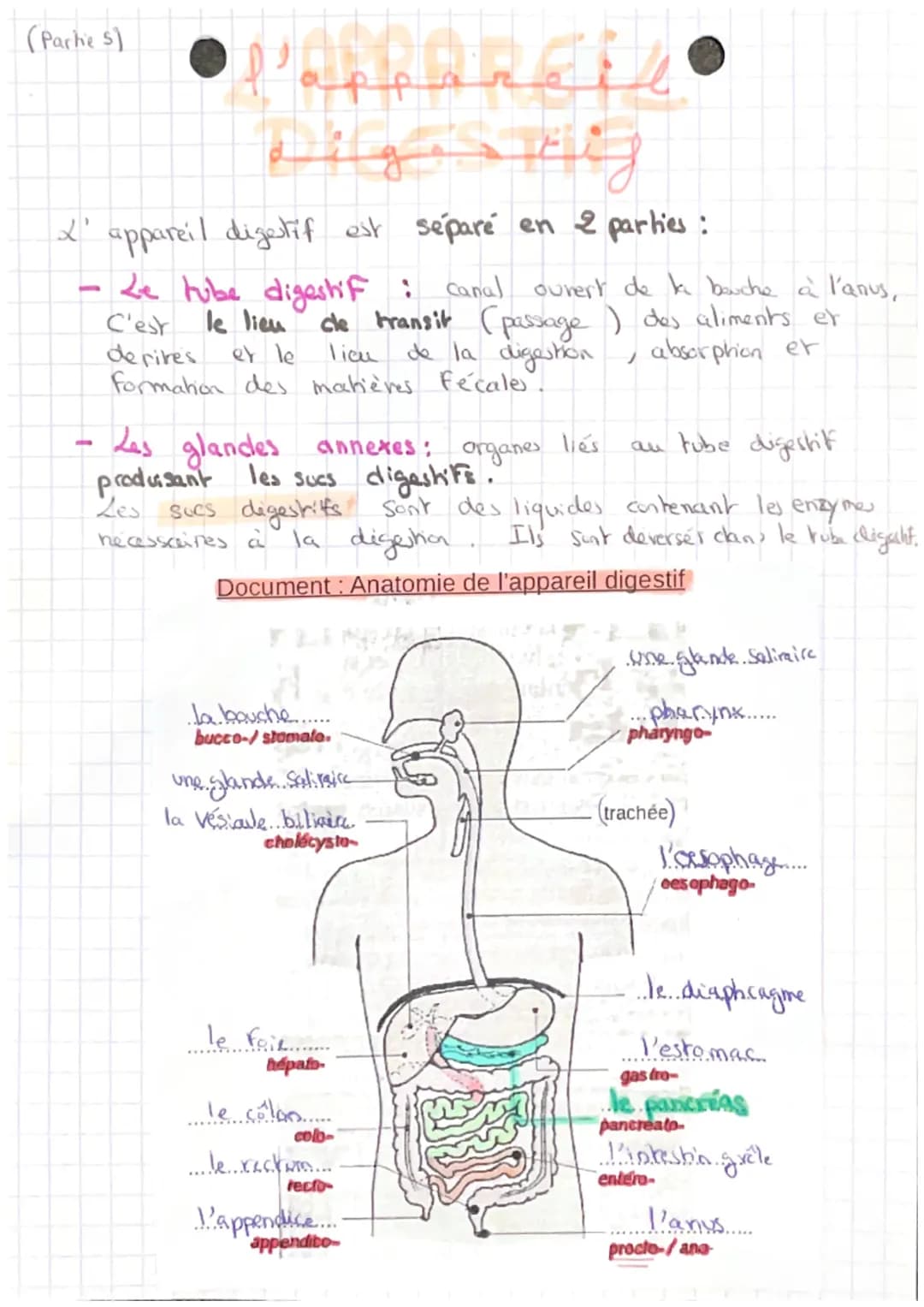 (Parke 5)
# l'appareil
## Digestif

X' appareil digestif est séparé en 2 parties :

- Le tube digestif : canal ouvert de ke bouche à l'anus,