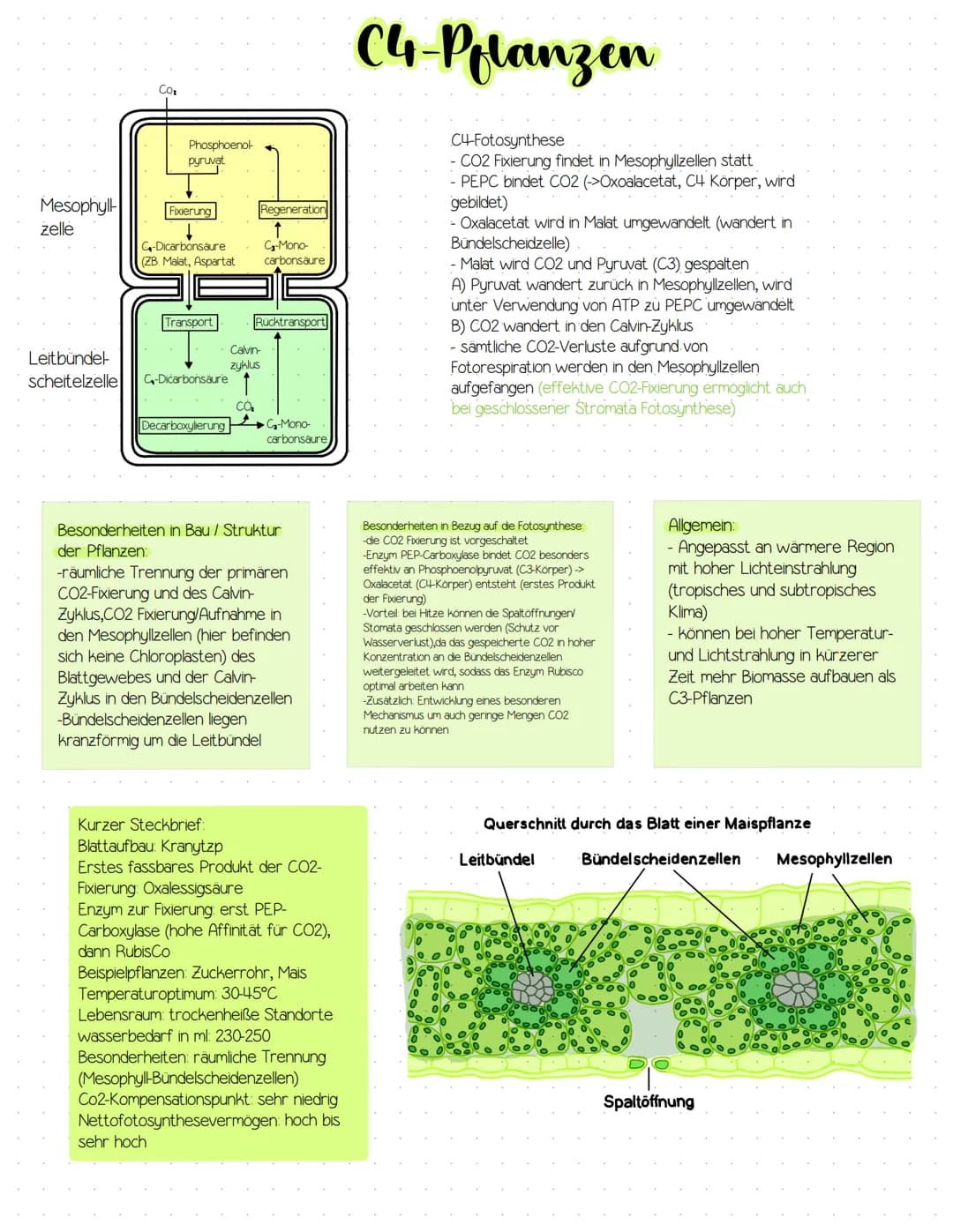 # C4-Pflanzen

Mesophyll
zelle

Cot

Phosphoenot
pyruvat

Fixierung

↓

Regeneration

G-Dicarbonsäure
(ZB Malat, Aspartat

C-Mono-
carbonsäu