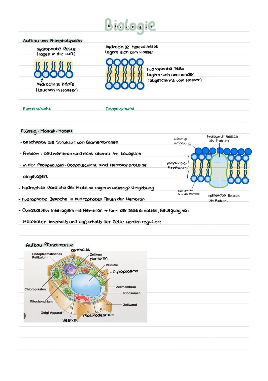 Biologie

Fachbegriffe

hydrophil Liebt Wasser, Fett abweisend

hydrophob Wasser abweisend, Liebl Fett

semi-permeabel = halb durchlässig, M