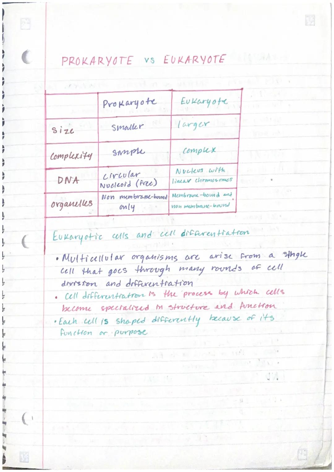 # PROKARYOTES

Prokayetes are generally smalter and simpler than eukaryotes
- They do not contain many complex organelles
Prokaryotes are al