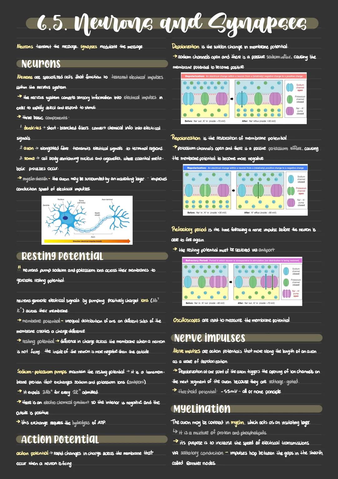 # 6.5. Neurons and Synapses

Neurons transmit the message, synapses modulate the message

Neurons

Nevrons are specialized cells that foncti