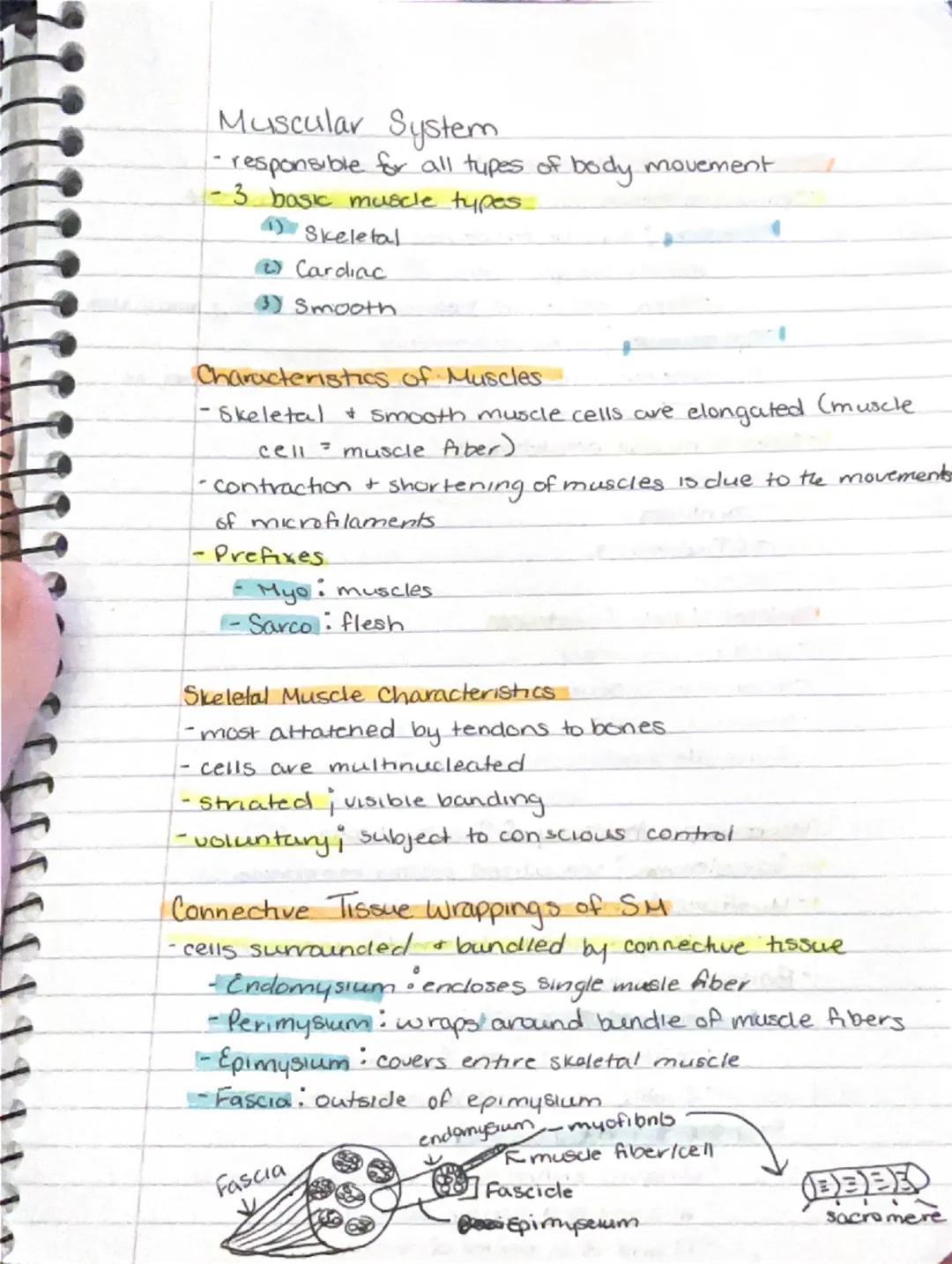 Muscular System.
- responsible for all types of body movement
- 3 basic muscle types.
1) Skeletal
2) Cardiac
3) Smooth

Characteristics of M