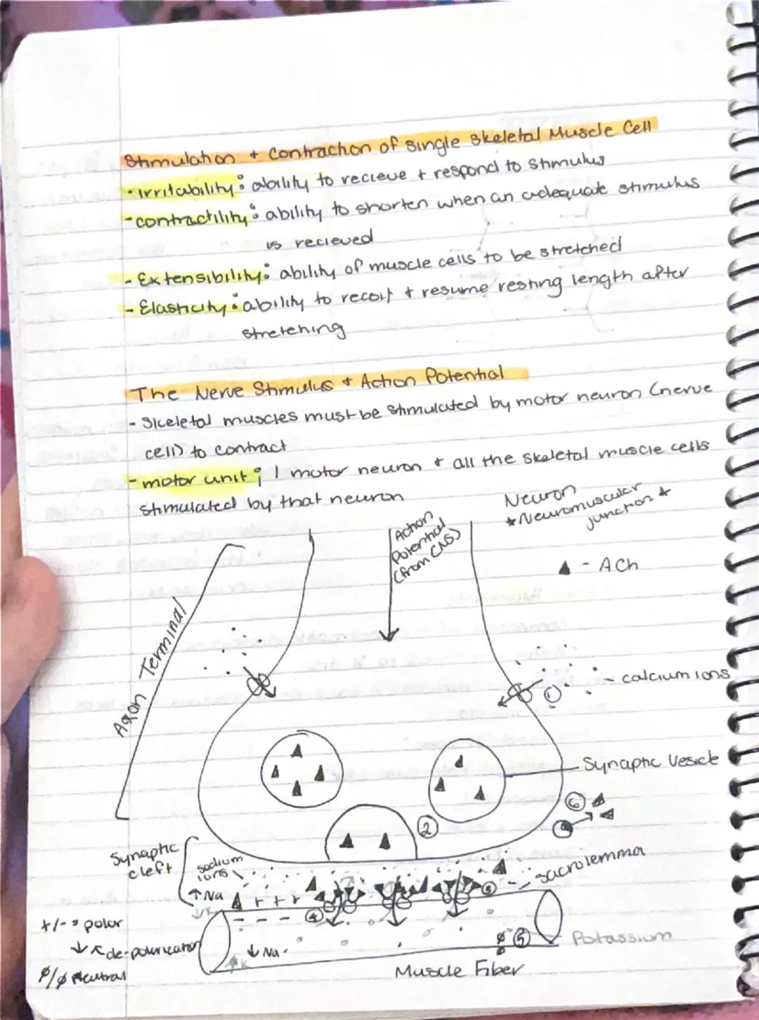 Muscular System.
- responsible for all types of body movement
- 3 basic muscle types.
1) Skeletal
2) Cardiac
3) Smooth

Characteristics of M