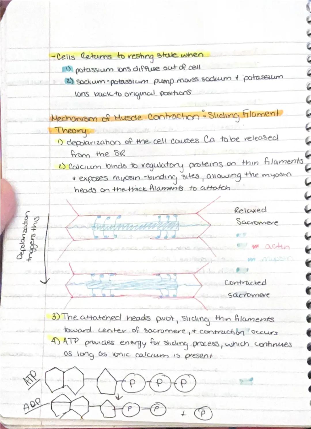 Muscular System.
- responsible for all types of body movement
- 3 basic muscle types.
1) Skeletal
2) Cardiac
3) Smooth

Characteristics of M