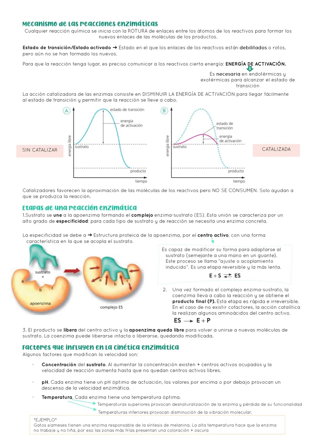 # BIOLOGÍA 2º EXAMEN 2ª EVALUACIÓN

ΤΕΜΑ 11. ENZIMAS Y CATABOLISMO

## 1. El metabolismo

Metabolismo Conjunto de reacciones químicas que pe