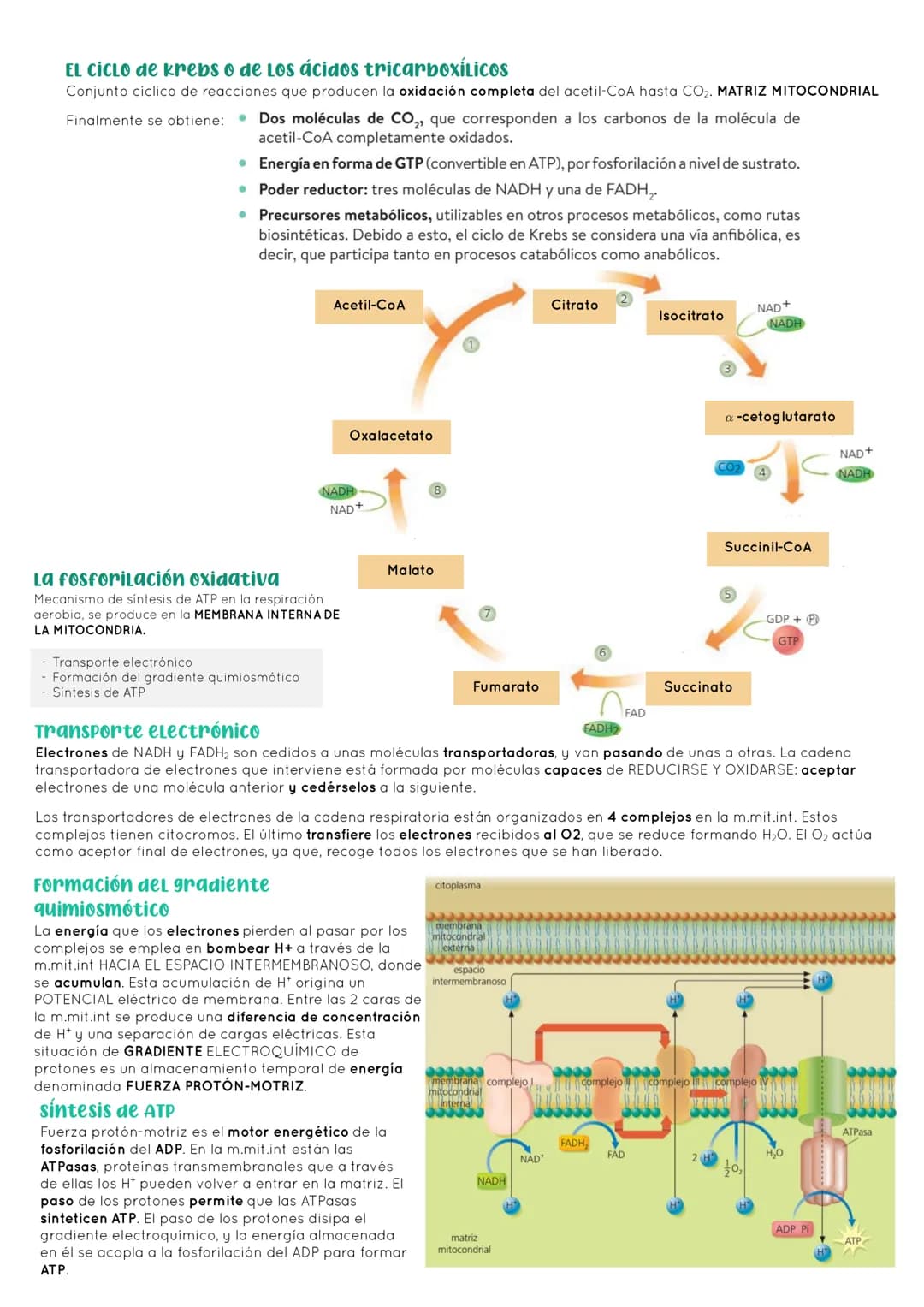 # BIOLOGÍA 2º EXAMEN 2ª EVALUACIÓN

ΤΕΜΑ 11. ENZIMAS Y CATABOLISMO

## 1. El metabolismo

Metabolismo Conjunto de reacciones químicas que pe