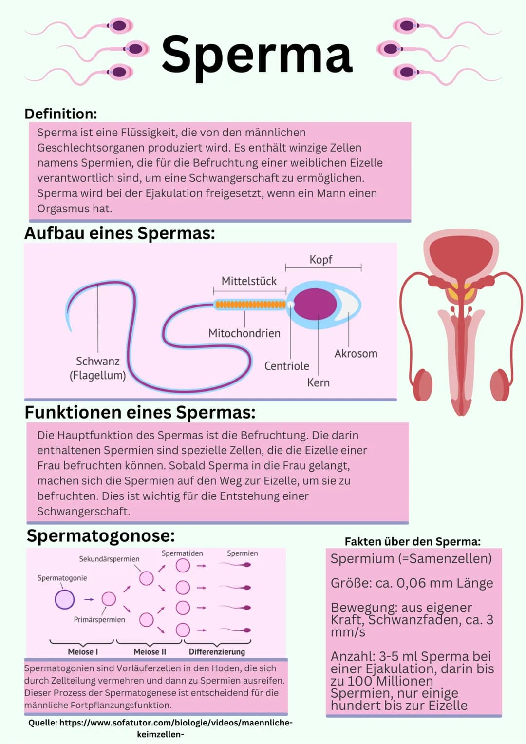 # Übersicht

Geschlechtsorgane

@gregors_nachhilfe # Grundlagen

Weibliches
Geschlechtsorgan

Eileiter
Venushügel
Schambeinfuge
Klitoris
kle