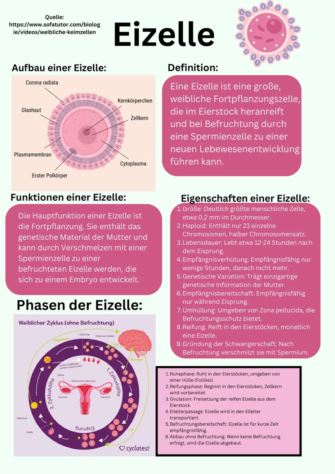 # Übersicht

Geschlechtsorgane

@gregors_nachhilfe # Grundlagen

Weibliches
Geschlechtsorgan

Eileiter
Venushügel
Schambeinfuge
Klitoris
kle