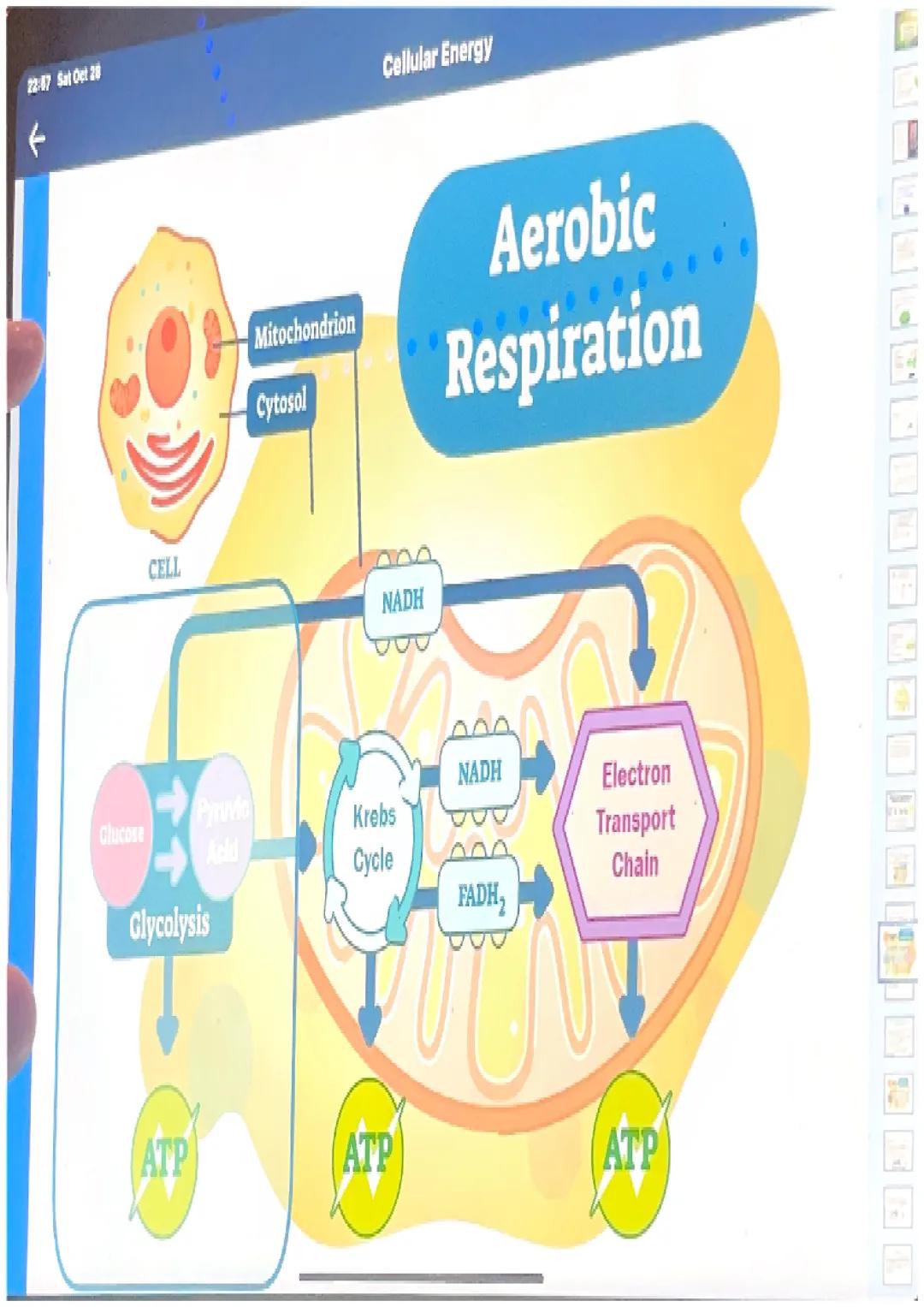What happens in glycolysis?

•In glycolysis, a glucose molecule is
broken into 2 pyruvic acid
molecules.
•2 ATP are produced.
•Electrons are