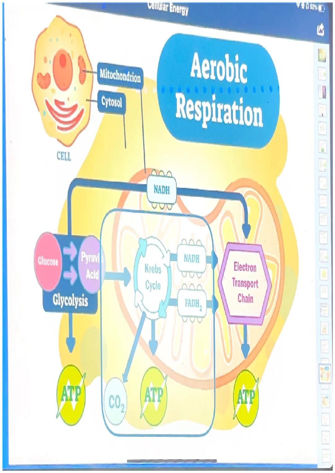What happens in glycolysis?

•In glycolysis, a glucose molecule is
broken into 2 pyruvic acid
molecules.
•2 ATP are produced.
•Electrons are