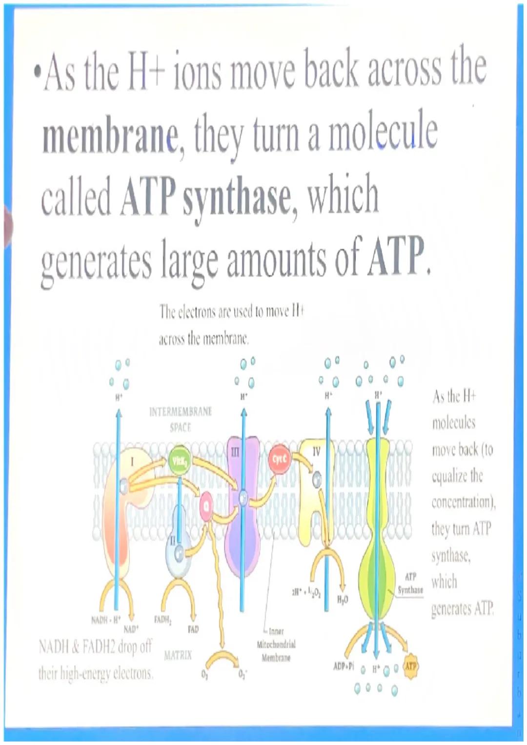 What happens in glycolysis?

•In glycolysis, a glucose molecule is
broken into 2 pyruvic acid
molecules.
•2 ATP are produced.
•Electrons are