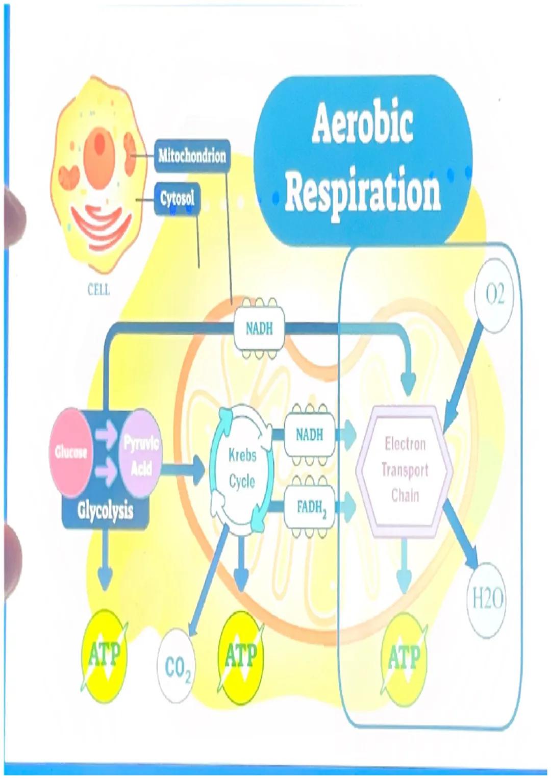 What happens in glycolysis?

•In glycolysis, a glucose molecule is
broken into 2 pyruvic acid
molecules.
•2 ATP are produced.
•Electrons are