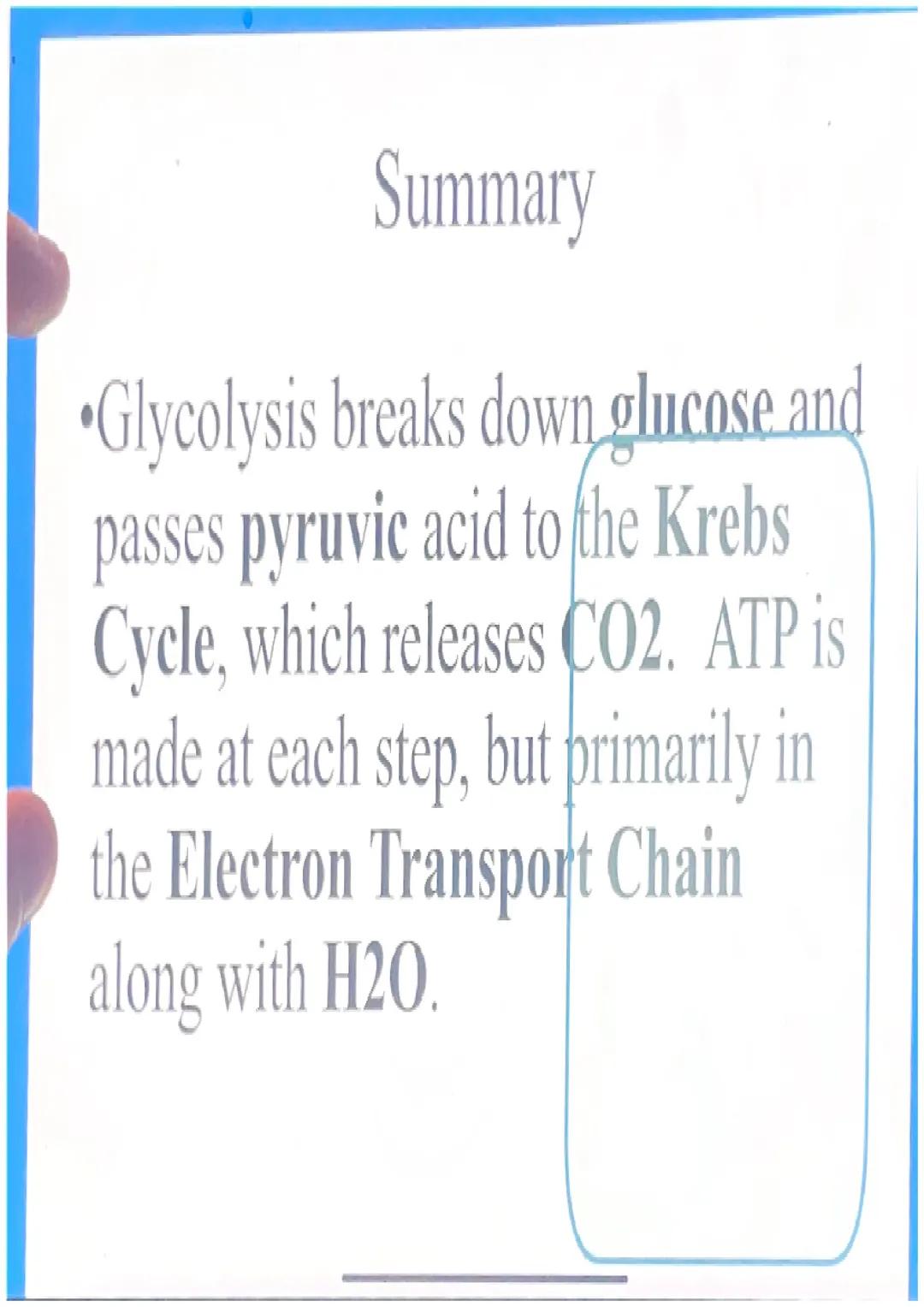 What happens in glycolysis?

•In glycolysis, a glucose molecule is
broken into 2 pyruvic acid
molecules.
•2 ATP are produced.
•Electrons are