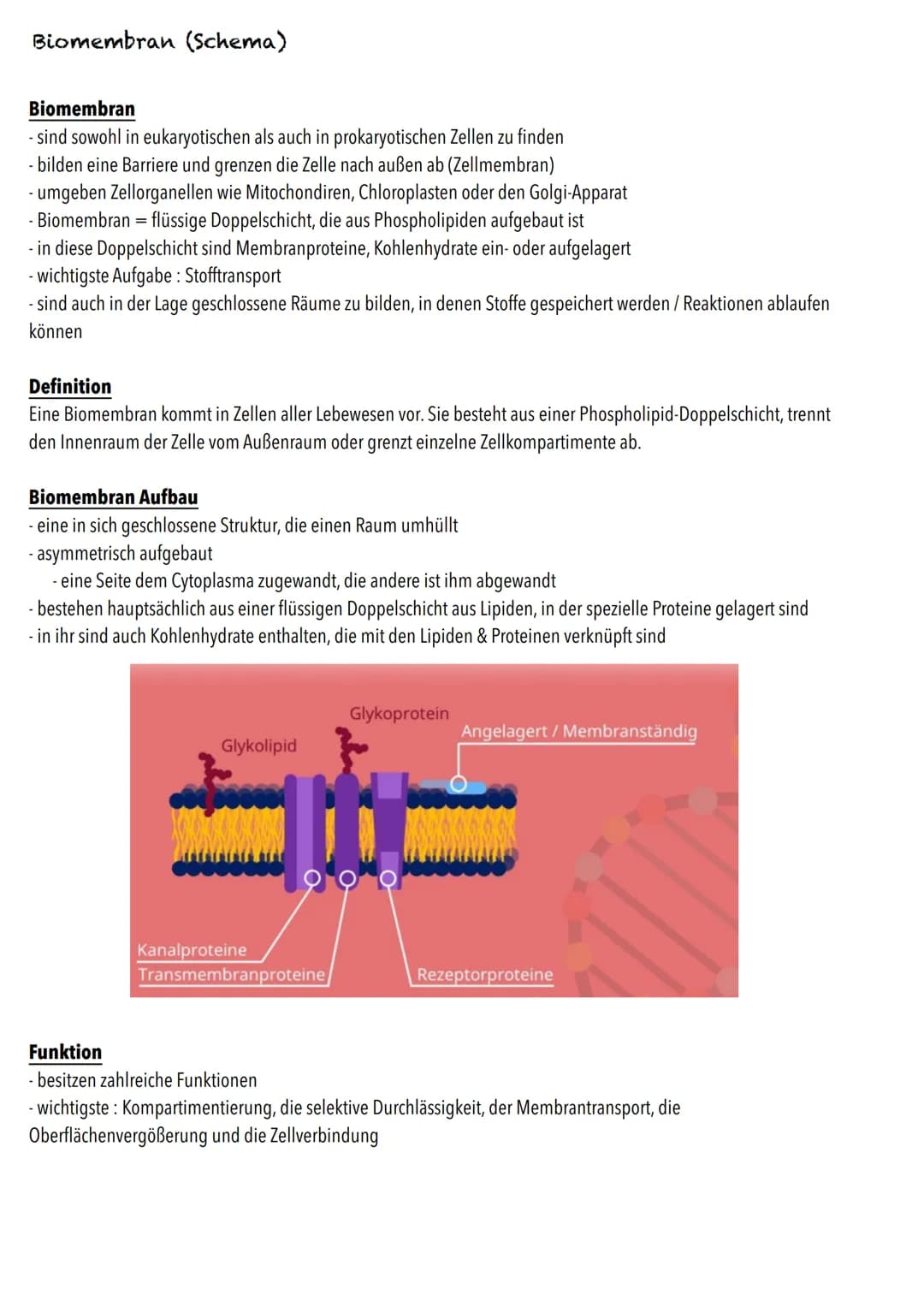 E-Phase
Zellbiologie # BIOLOGY Abitur Checkliste - Themenübersicht

Struktur und Funktion von Zellen

Organisationsstufen und Kennzeichen de