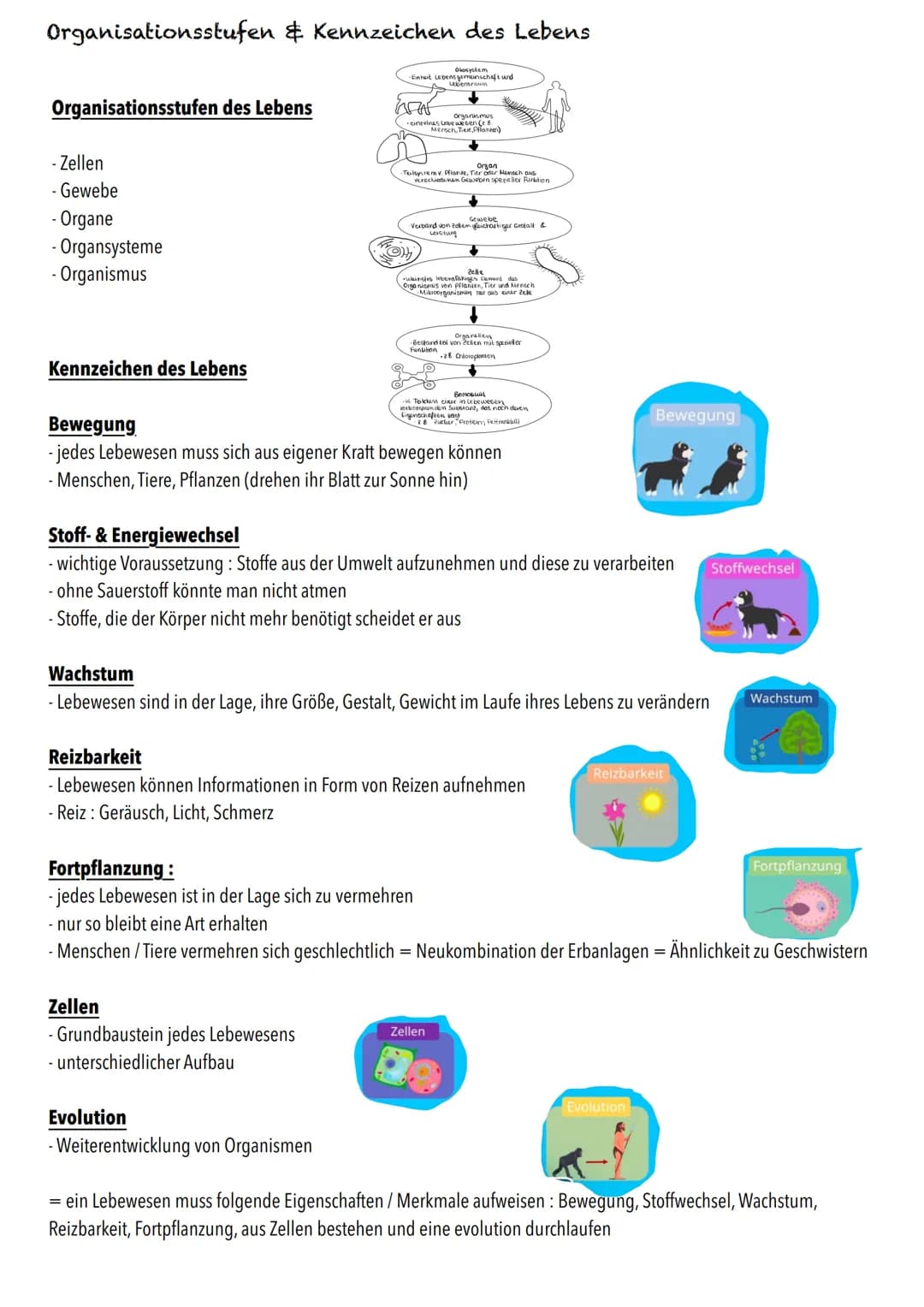E-Phase
Zellbiologie # BIOLOGY Abitur Checkliste - Themenübersicht

Struktur und Funktion von Zellen

Organisationsstufen und Kennzeichen de