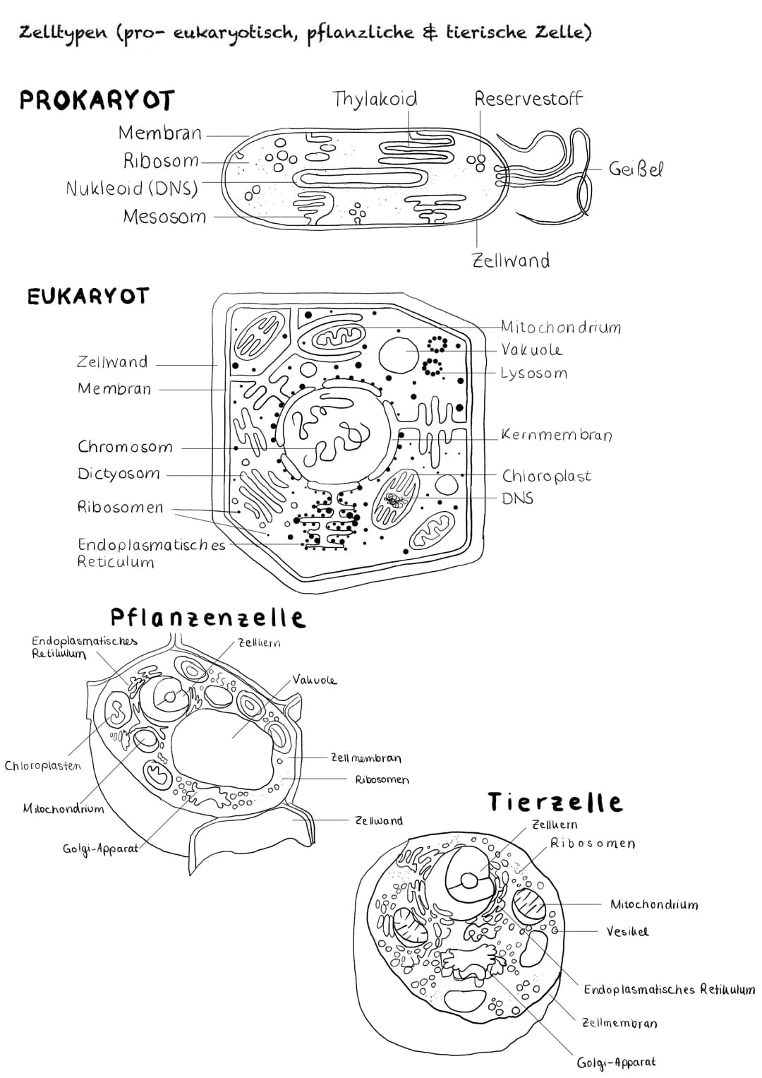 E-Phase
Zellbiologie # BIOLOGY Abitur Checkliste - Themenübersicht

Struktur und Funktion von Zellen

Organisationsstufen und Kennzeichen de