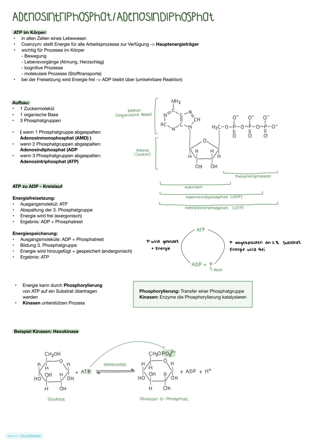 # ADENOSINTRIPHOSPHAT/ADENOSINDIPHOSPHAT

ATP im Körper:
*   in allen Zellen eines Lebewesen
*   Coenzym: stellt Energie für alle Arbeitspro