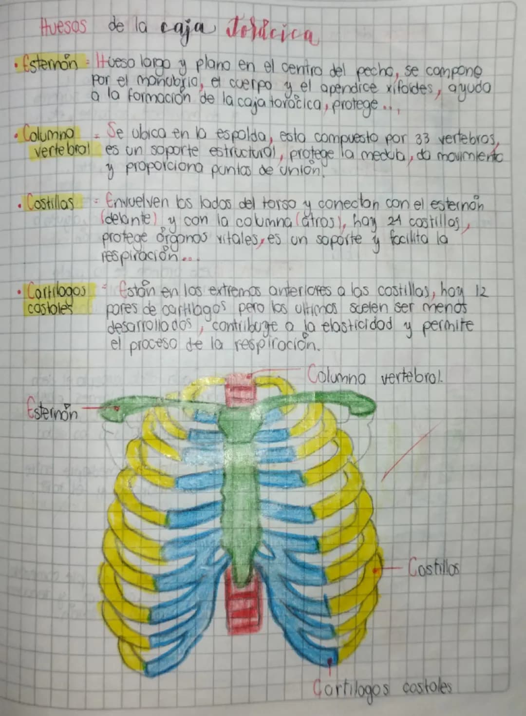 Huesos de la caja toracica
• Esternon Hueso largo y plano en el centro del pecho, se compone
por el monubrio, el cuerpo y el apendice xifoid
