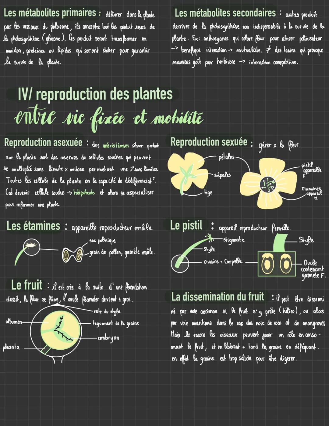 # Plantes sauvages

sequence 2

I/ La plante productrice de matière organique

les rigetaux chlorophylliens

La photosynthèse : permet aux v