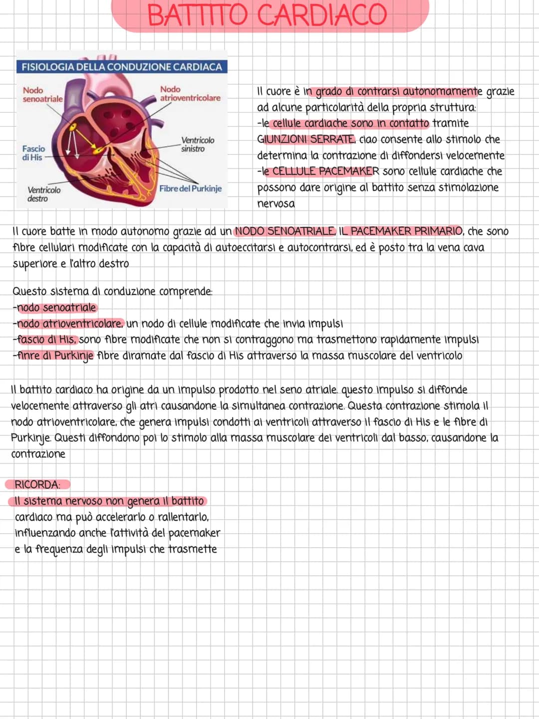 # BATTITO CARDIACO

FISIOLOGIA DELLA CONDUZIONE CARDIACA

Nodo
senoatriale

Fascio
di His

Ventricolo
destro

Nodo
atrioventricolare

Ventri