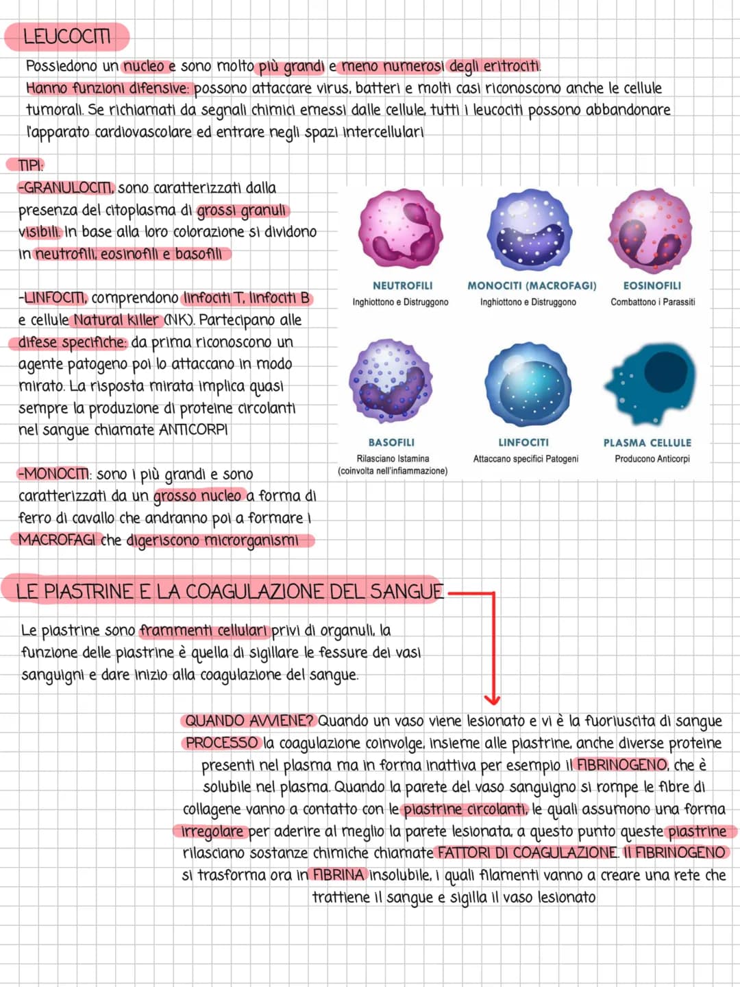 # BATTITO CARDIACO

FISIOLOGIA DELLA CONDUZIONE CARDIACA

Nodo
senoatriale

Fascio
di His

Ventricolo
destro

Nodo
atrioventricolare

Ventri