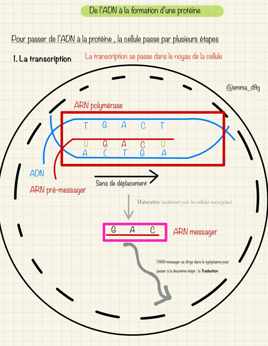 # De l'ADN à la formation d'une protéine

Pour passer de l'ADN à la protéine, la cellule passe par plusieurs étapes

1. La transcription

La
