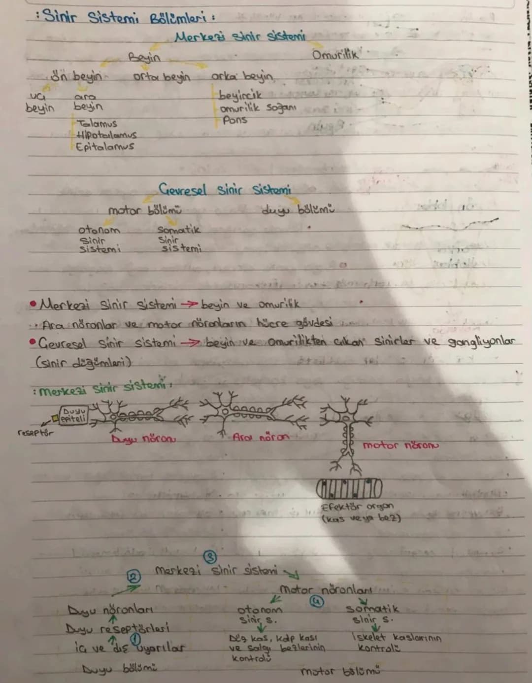 SİNİR SİSTEMİ
:
:Sinir sistemi yapısı.
•Canlının dış cievre ve organizma arasındakı ilişkisini sağlayan sistemdir.
•Sinir sistemini oluştura