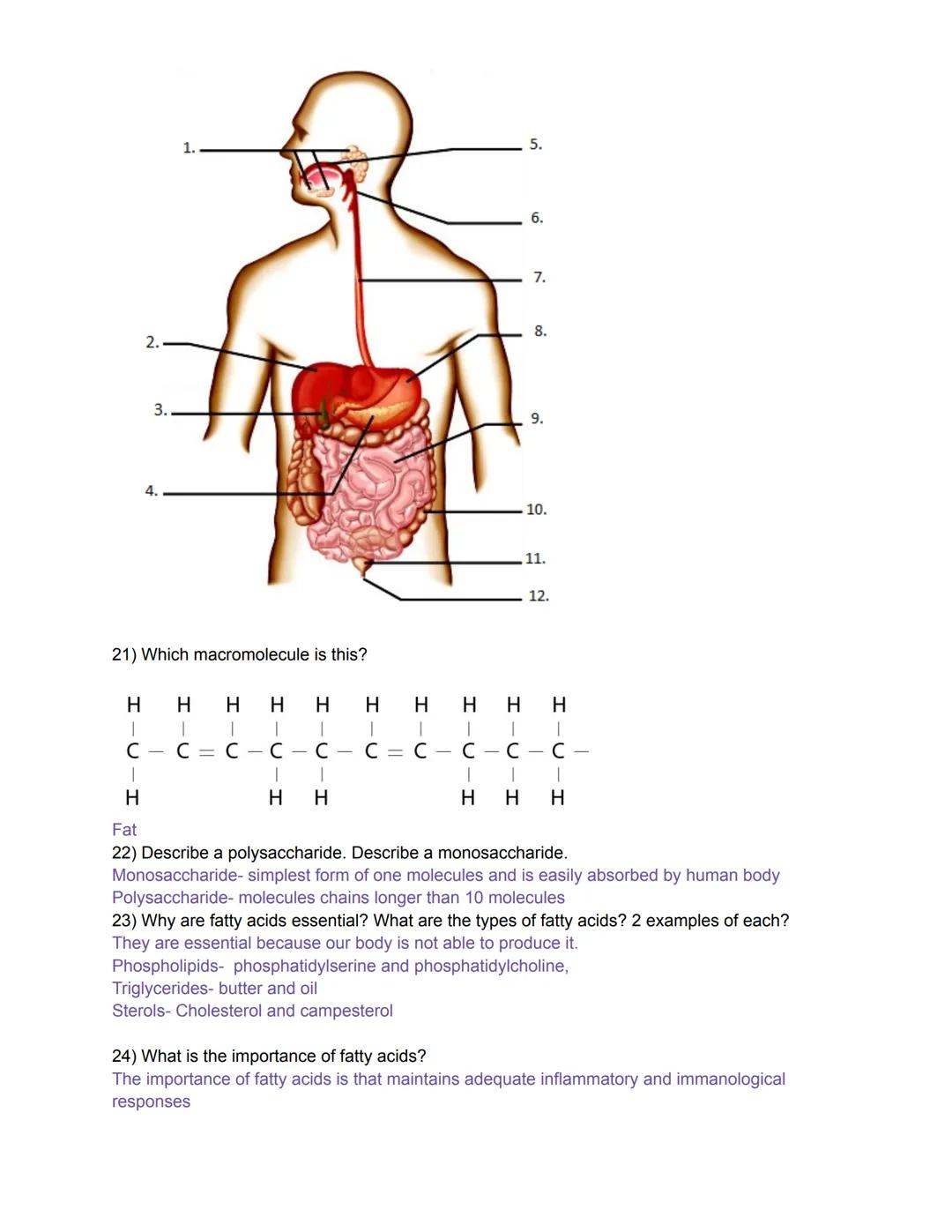 Name________________________________________________________________Date________________Pd.__________

# Digestive System & Nutrition Study 