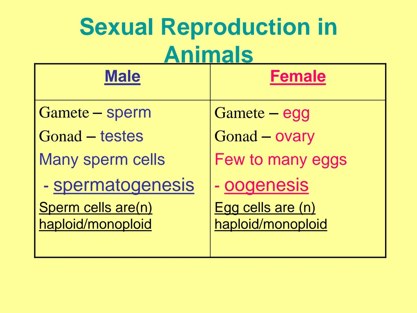 # Sexual Reproduction in
Animals

| Male | Female |
| ----------- | ----------- |
| Gamete - sperm | Gamete - egg |
| Gonad - testes | Gonad